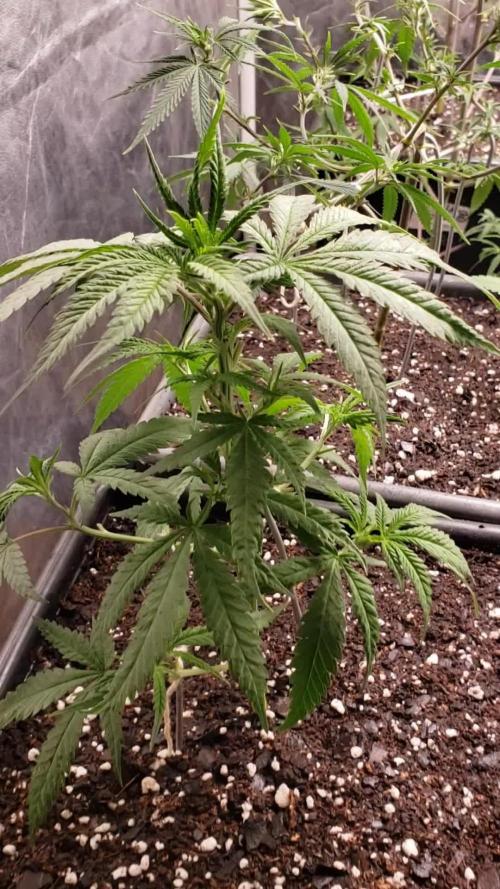 Gorilla🦍 Cookies🍪 FF - indoor