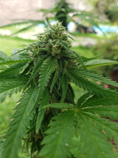 BIG BANG  divine seeds - Outdoor2026. Week 18