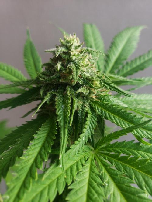 BIG BANG  divine seeds - Outdoor2026. Week 18