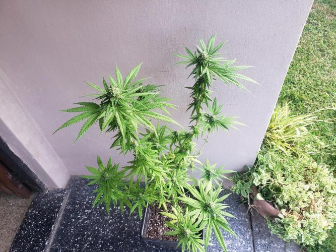 BIG BANG  divine seeds - Outdoor2026. Week 18