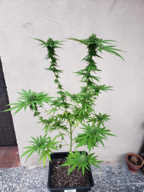 BIG BANG  divine seeds - Outdoor2026. Week 18