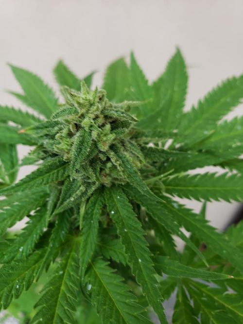 BIG BANG  divine seeds - Outdoor2026. Week 18