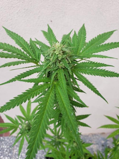 BIG BANG  divine seeds - Outdoor2026. Week 18