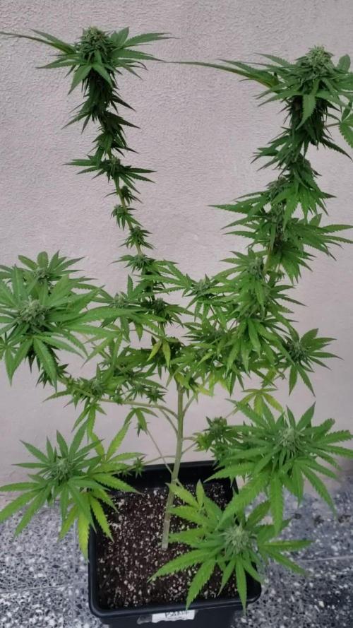 BIG BANG  divine seeds - Outdoor2026