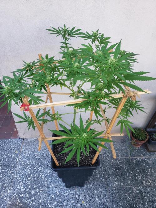 Gorilla Cookies FF - Outdoor 2026. Week 15