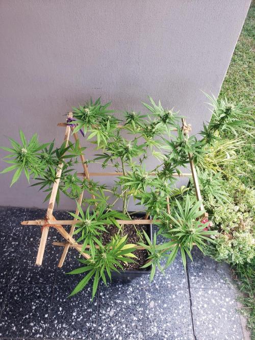 Gorilla Cookies FF - Outdoor 2026. Week 15
