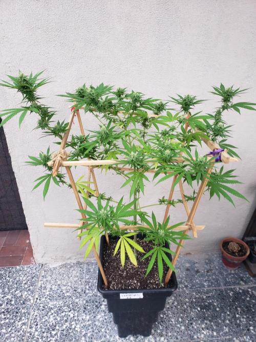 Gorilla Cookies FF - Outdoor 2026. Week 15