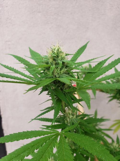 Gorilla Cookies FF - Outdoor 2026. Week 15