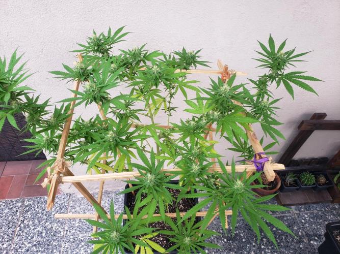 Gorilla Cookies FF - Outdoor 2026. Week 15