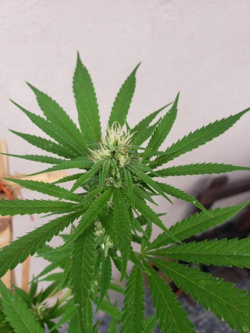 Gorilla Cookies FF - Outdoor 2026. Week 15