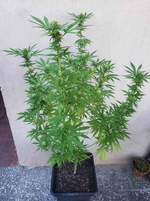 Laughing Budda  - Outdoor 2026. Week 19