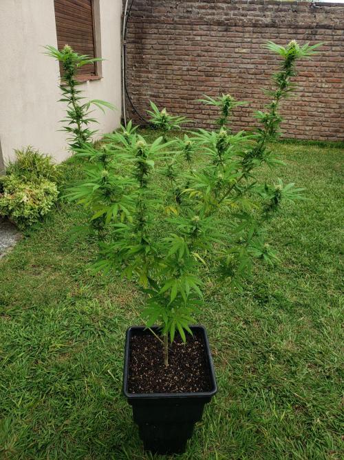 Laughing Budda  - Outdoor 2026. Week 19
