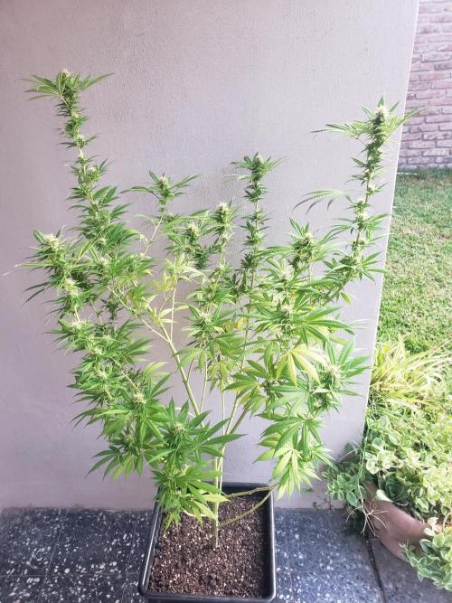 Laughing Budda  - Outdoor 2026. Week 19