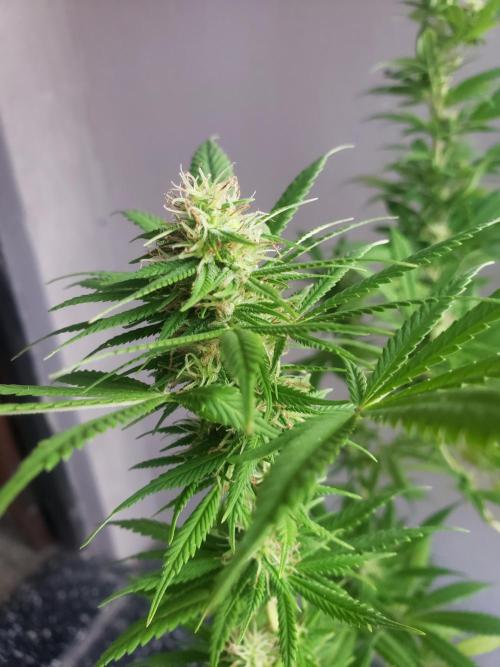 Laughing Budda  - Outdoor 2026. Week 19