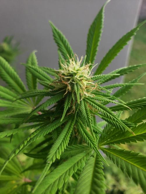 Laughing Budda  - Outdoor 2026. Week 19