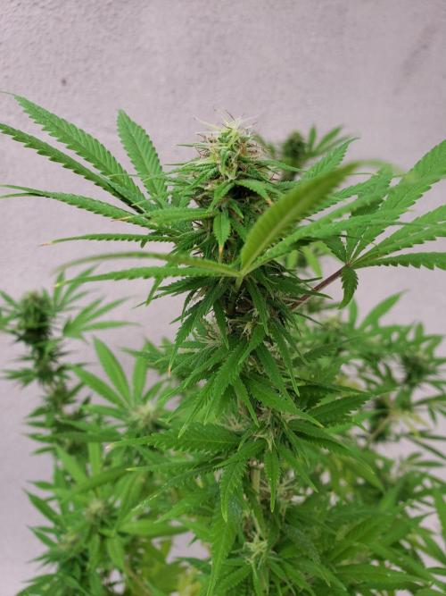 Laughing Budda  - Outdoor 2026. Week 19