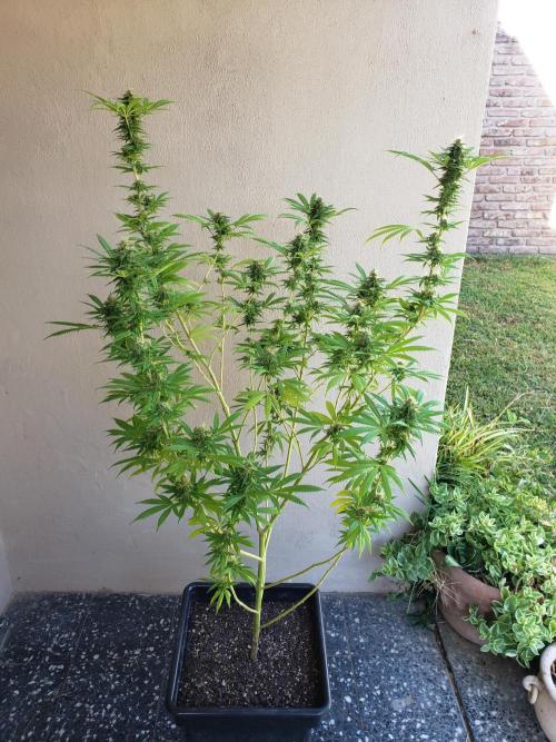 Laughing Budda  - Outdoor 2026. Week 20