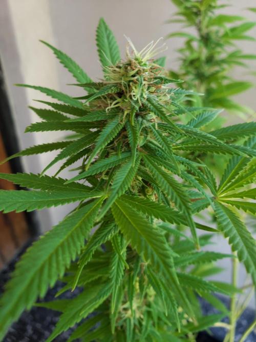 Laughing Budda  - Outdoor 2026. Week 20
