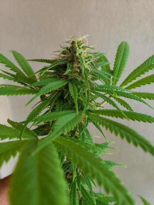 Laughing Budda  - Outdoor 2026. Week 20