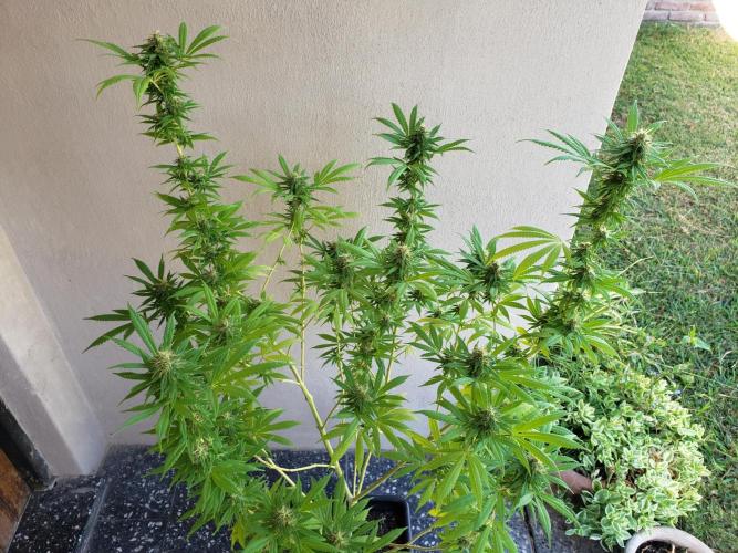 Laughing Budda  - Outdoor 2026. Week 20