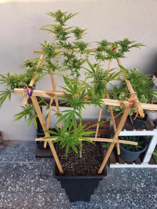 Gorilla Cookies FF - Outdoor 2026. Week 16