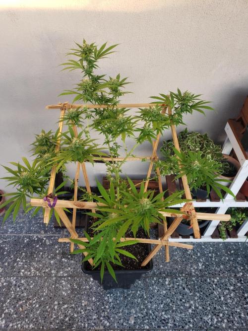 Gorilla Cookies FF - Outdoor 2026. Week 16