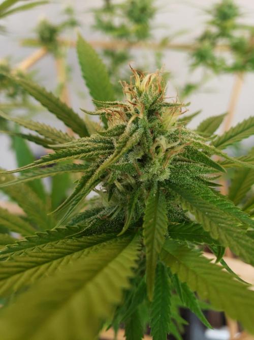 Gorilla Cookies FF - Outdoor 2026. Week 16