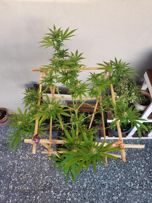 Gorilla Cookies FF - Outdoor 2026. Week 16