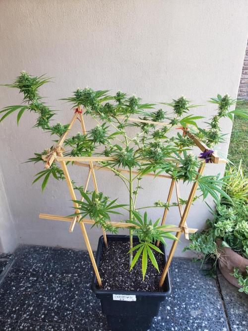 Gorilla Cookies FF - Outdoor 2026. Week 16