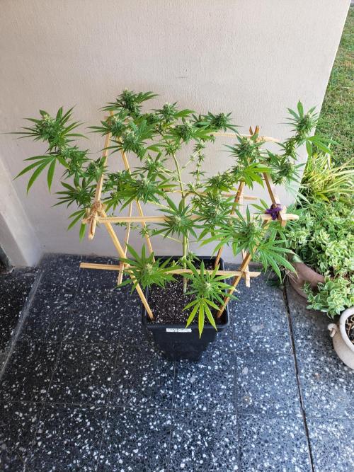 Gorilla Cookies FF - Outdoor 2026. Week 16