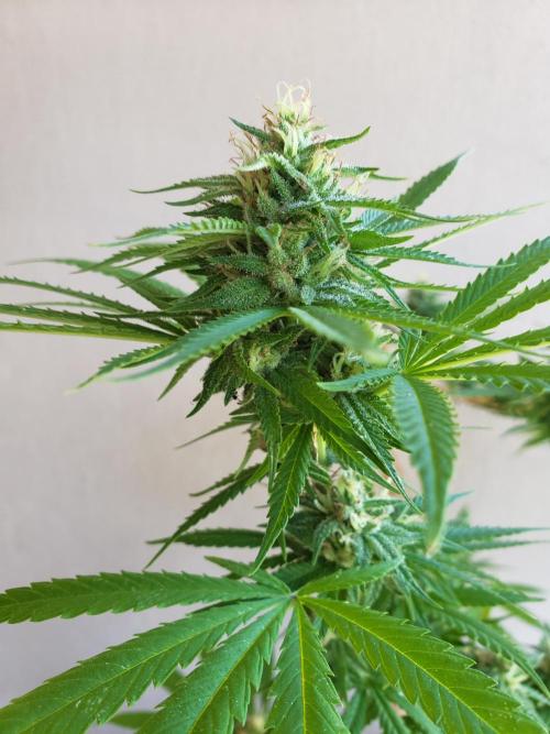 Gorilla Cookies FF - Outdoor 2026. Week 16
