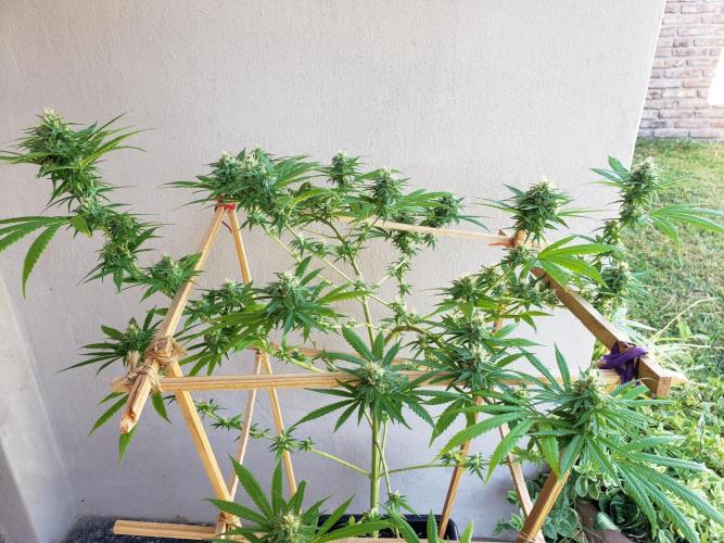 Gorilla Cookies FF - Outdoor 2026. Week 16