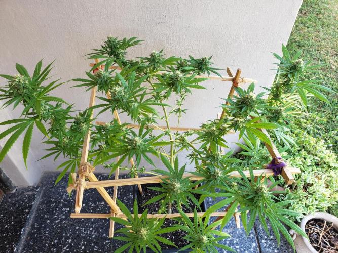 Gorilla Cookies FF - Outdoor 2026. Week 16