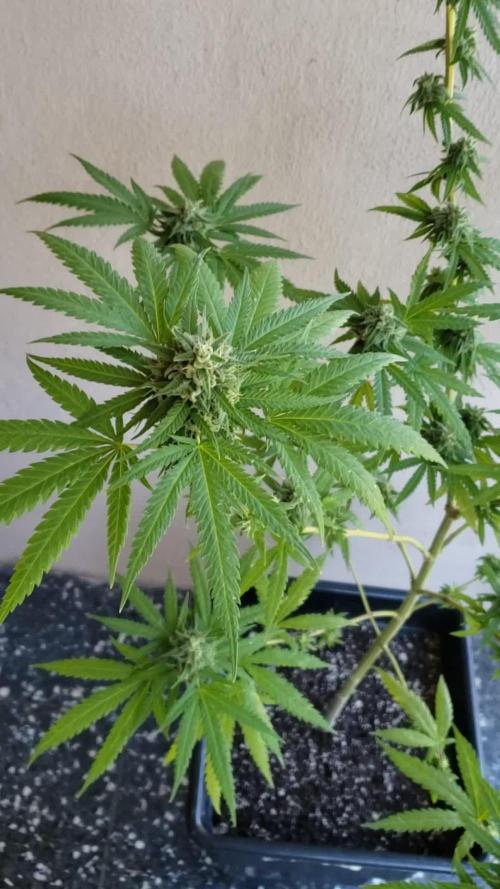 BIG BANG divine seeds - Outdoor2026