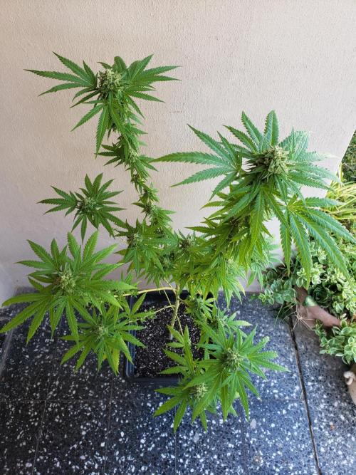 BIG BANG  divine seeds - Outdoor2026. Week 19