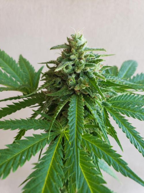 BIG BANG  divine seeds - Outdoor2026. Week 19
