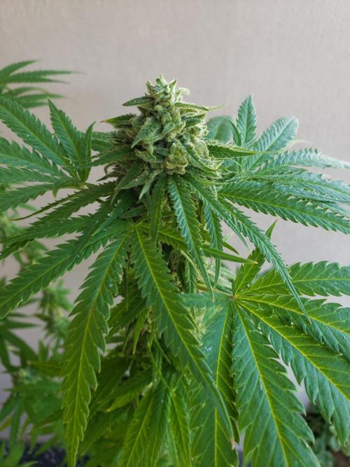 BIG BANG  divine seeds - Outdoor2026. Week 19