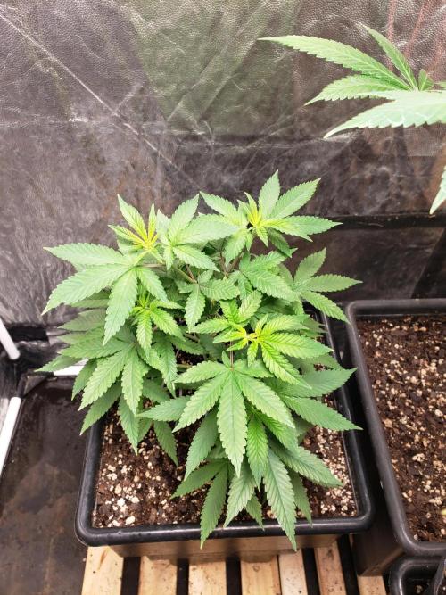 Permanent Bluez indoor. Week 7