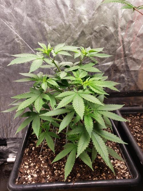 Permanent Bluez indoor. Week 7