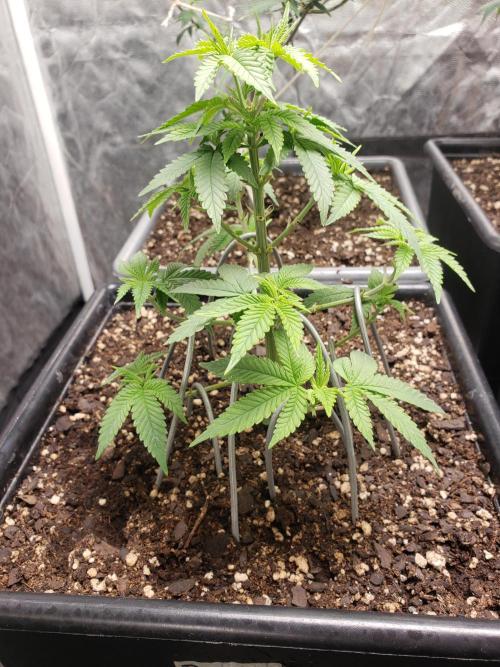 Permanent Bluez indoor. Week 7