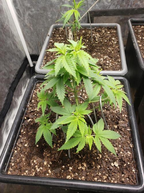Permanent Bluez indoor. Week 7