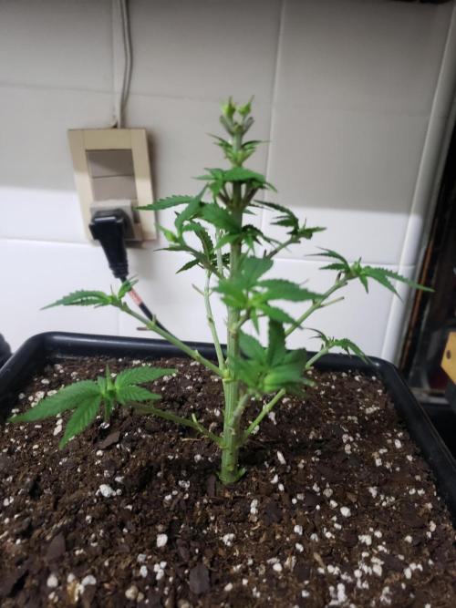 Permanent Bluez indoor. Week 7