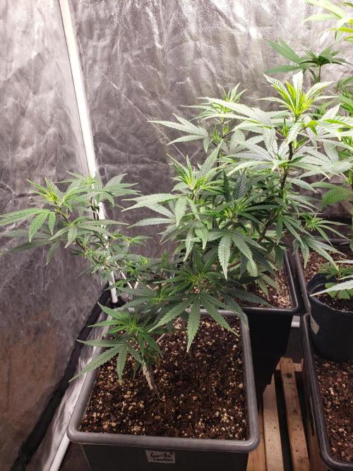 Gorilla🦍 Cookies🍪 FF - indoor. Week 6