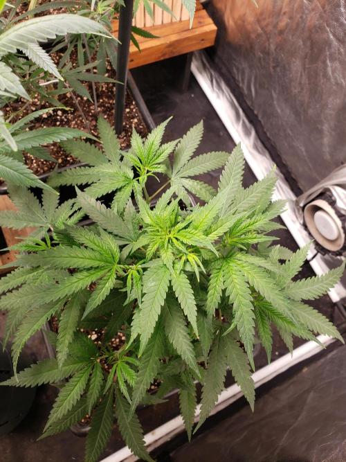 Gorilla🦍 Cookies🍪 FF - indoor. Week 6