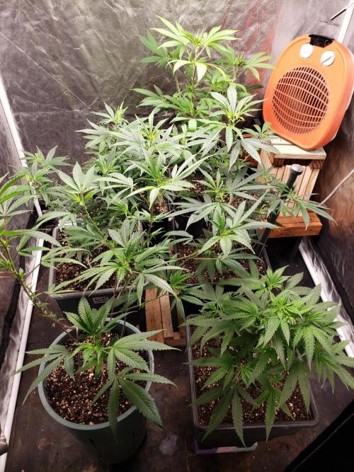 Gorilla🦍 Cookies🍪 FF - indoor. Week 6