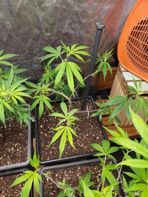 Gorilla🦍 Cookies🍪 FF - indoor. Week 6