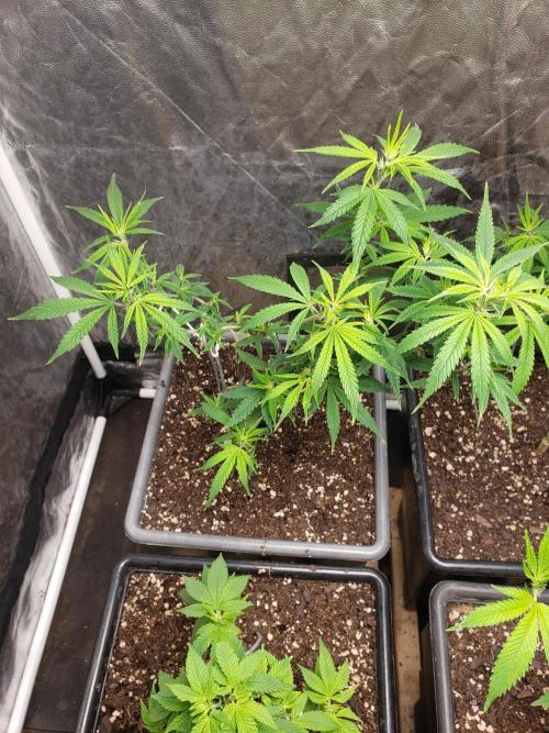 Gorilla🦍 Cookies🍪 FF - indoor. Week 6