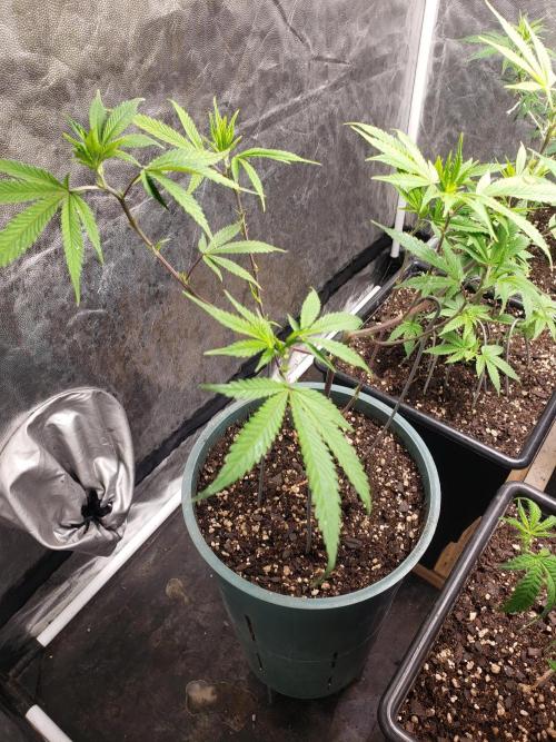 Gorilla🦍 Cookies🍪 FF - indoor. Week 6