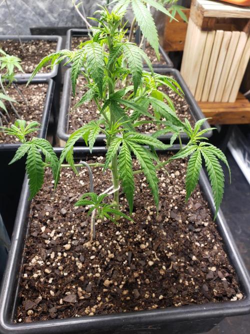 Gorilla🦍 Cookies🍪 FF - indoor. Week 6