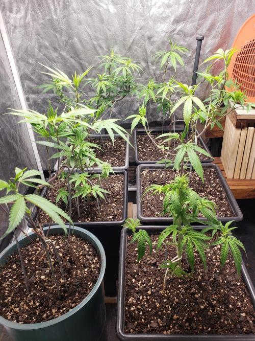 Gorilla🦍 Cookies🍪 FF - indoor. Week 6
